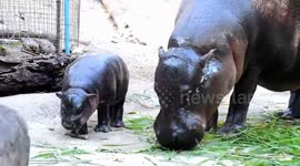Zoo visitors in Thailand given the chance to name a baby pygmy hippo