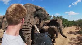 Wildlife photographer captures his closest encounter yet - with a gentle elephant herd in South Africa