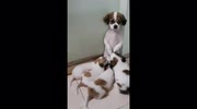 temp
