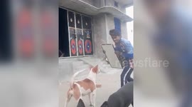 Pooch loses calm, tries to scare away 'competitor' by barking at its reflection in northern India