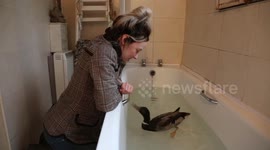 UK cleaner has hand raised duckling she found lost in the rain