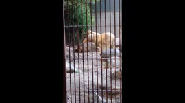 Bears flirting in zoo