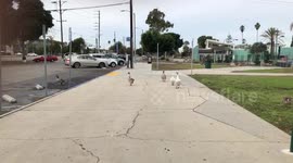 Gangster geese use intimidation tactics to scare off passers by