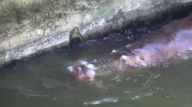 Zoo Visitors Can Name Baby Pygmy Hippo In Thailand (better quality, extended)