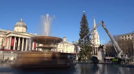 Trafalgar Square Christmas Tree 2019 is decorated ahead of the switch-on ceremony
