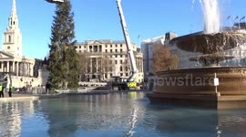 21-meter Trafalgar Square Christmas tree ridiculed as 'sparse' and 'embarrassing' ahead of switch-on ceremony