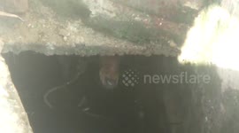 Trapped baby antelope rescued from open drain following marathon operation in north India
