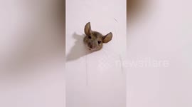 Chubby mouse gets stuck in small hole in Chinese school bathroom wall