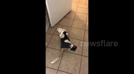 Texas cat hates his overalls and gets broken overall