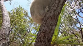 Cute Curious Koala escapes forest fires on Magnetic Island, says hello to the camera! 1080p High Definiton