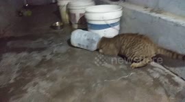 Cat rescued three hours after getting head stuck in sugar jar