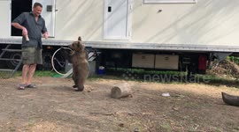 Circus bear training
