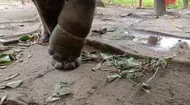 ENJOY THE WEEKEND, WITH THE ELEPHANT