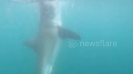 Great White Shark Ambush from below