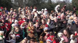 World record attempt for most dogs in Christmas jumpers