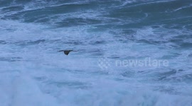 Bird of prey displays incredible hovering ability defying Storm Atiyah's strong winds