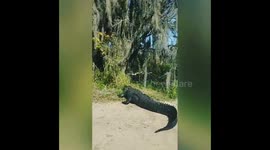 Family in Florida walking past an 8-foot-gator: 