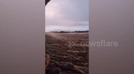 Thousands of logs cover river after being washed away during Typhoon Kammuri in the Philippines