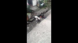 a duck escaped after trying to fight with a chicken