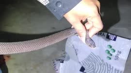 Schoolboy, 10, shocked after finding a COBRA curled up inside his football boots