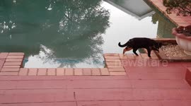 My mad and playful Cat