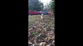 Cutest puppy running towards you