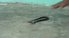 Padang residents find putra-headed king cobra in his kitchen