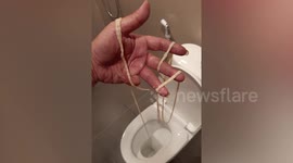 Thai man horrified after pulling a giant, moving tapeworm out of his backside