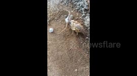 Rare footage of scorpion giving babies a ride on its back in India