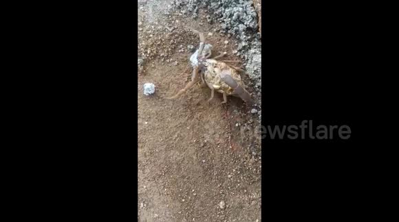 Rare footage of scorpion giving babies a ride on its back in India