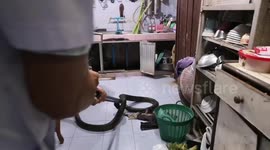 Terrified housewife finds 15ft long king cobra under the kitchen sink