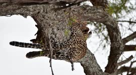 Female Leopard in tree
