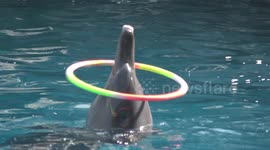 Dolphins performing tricks at Safari World Bangkok