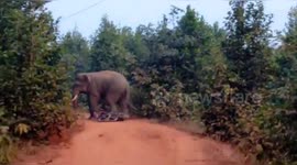 Wild tusker elephant emerges from jungle and crushes man's bike into 'metal junk' in southeastern India