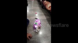 Cat gets gift-wrapped like a cute Christmas present in southern India