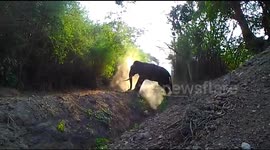 Clever Indian elephant crosses security trench outsmarting forest officials