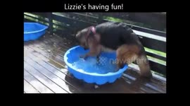 German Shepard having a bath! LOL!