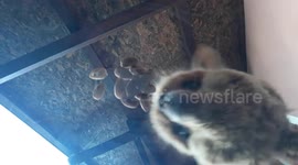 alpaca loves almonds