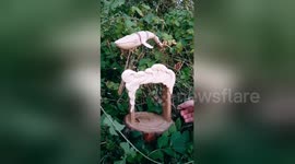 This wooden whale automata simulates swimming in very realistic way