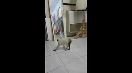 Cat freaks out at own reflection in Thailand