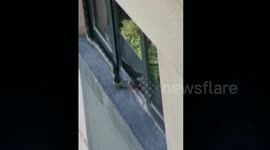 Runaway snake scares residents by slithering outside 11th-floor window in China