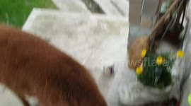 Pablo the alpaca is glad seeing his mommy coming home