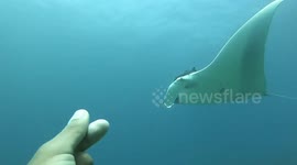 Huge Manta Ray Glides Past Scuba Divers