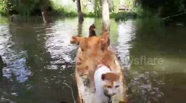 Canal cats ride a surfboard in Thailand