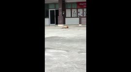 Dog Bounds Over To Owner With Big Smile On Her Face