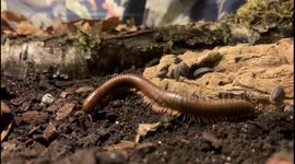 Millipede Emerges From Its Hole For Supper