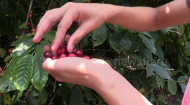Australian kids pick coffee beans and make a cup of coffee from them