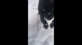 A black dog in fresh white snow