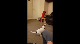 Cat and dog fight for fishing rod