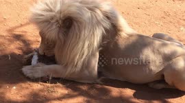Lion leaps at tourist getting too close while he eats his lunch